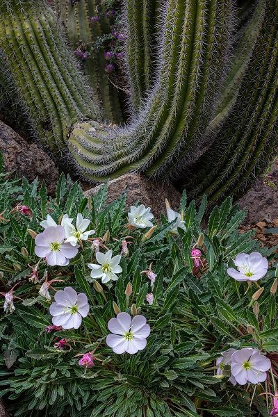 Haney, Chuck 아티스트의 Spring floral desert gardens at the Arizona Sonoran Desert Museum in Tucson-Arizona-USA작품입니다.